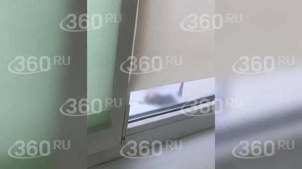 Появились кадры из&nbsp;омской школы, где восьмиклассник выпал из&nbsp;окна