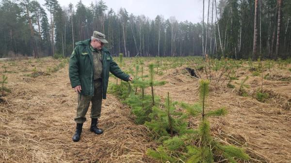 В деревне Игумново появилась сосновая роща благодаря акции &laquo;Лес Победы